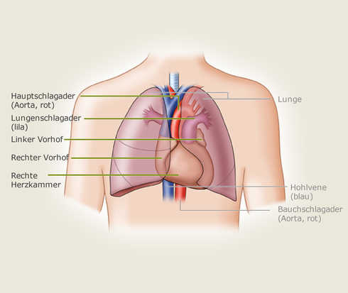 Lage des Herzens im Brustkorb