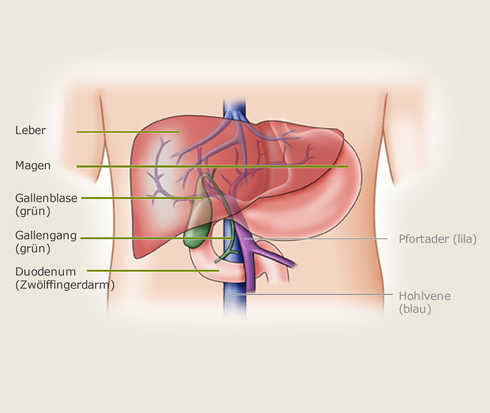 Lage der Leber im Bauchraum
