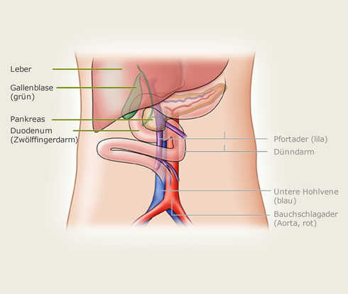 Lage der Bauchspeicheldrüse im Bauchraum