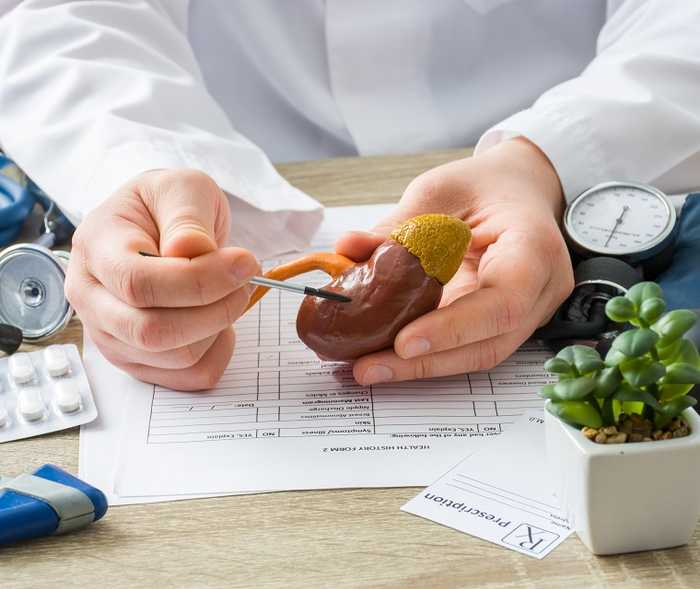 Arzt hält ein Nieren-Modell in der Hand und deutet darauf