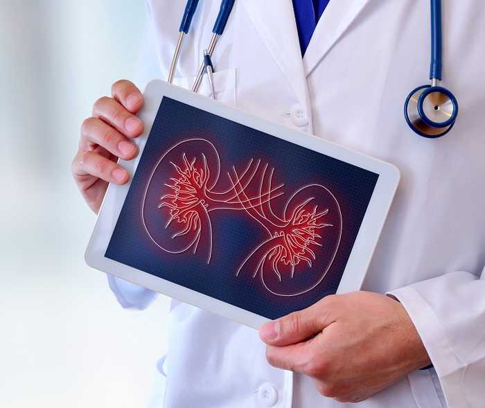 Arzt hält ein Tablet mit einem Bild einer Niere in der Hand