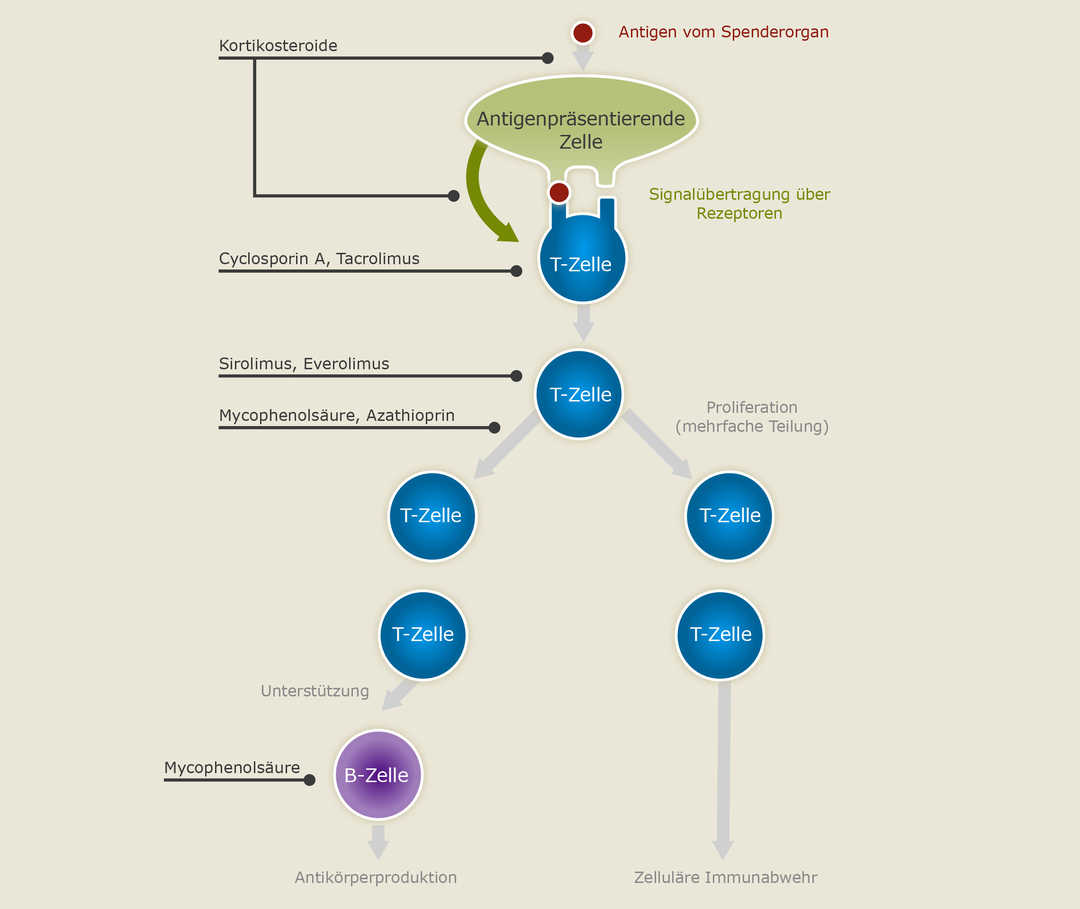 Immunsuppressiva-Substanzklassen-Wrkung