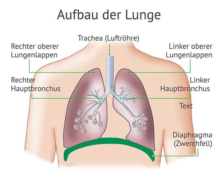 Diese Grafik zeigt den Aufbau der Lunge