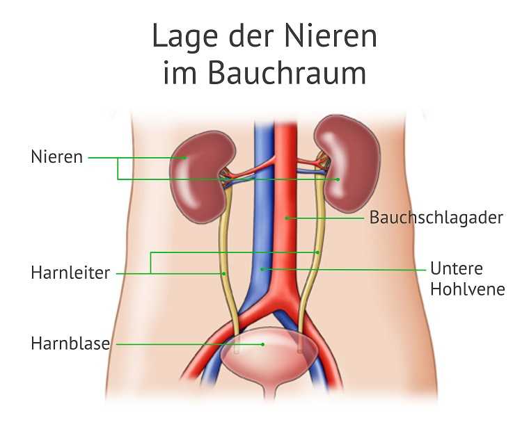 Die Grafik zeigt die genaue Position der Niere im Bauchraum
