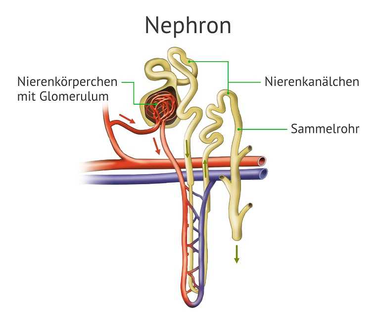 Die Grafik zeigt die Nephrone und woraus sie bestehen