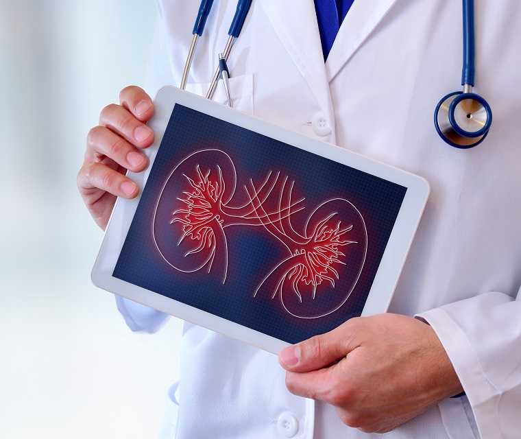 Arzt hält ein Tablet mit einem Bild einer Niere in der Hand