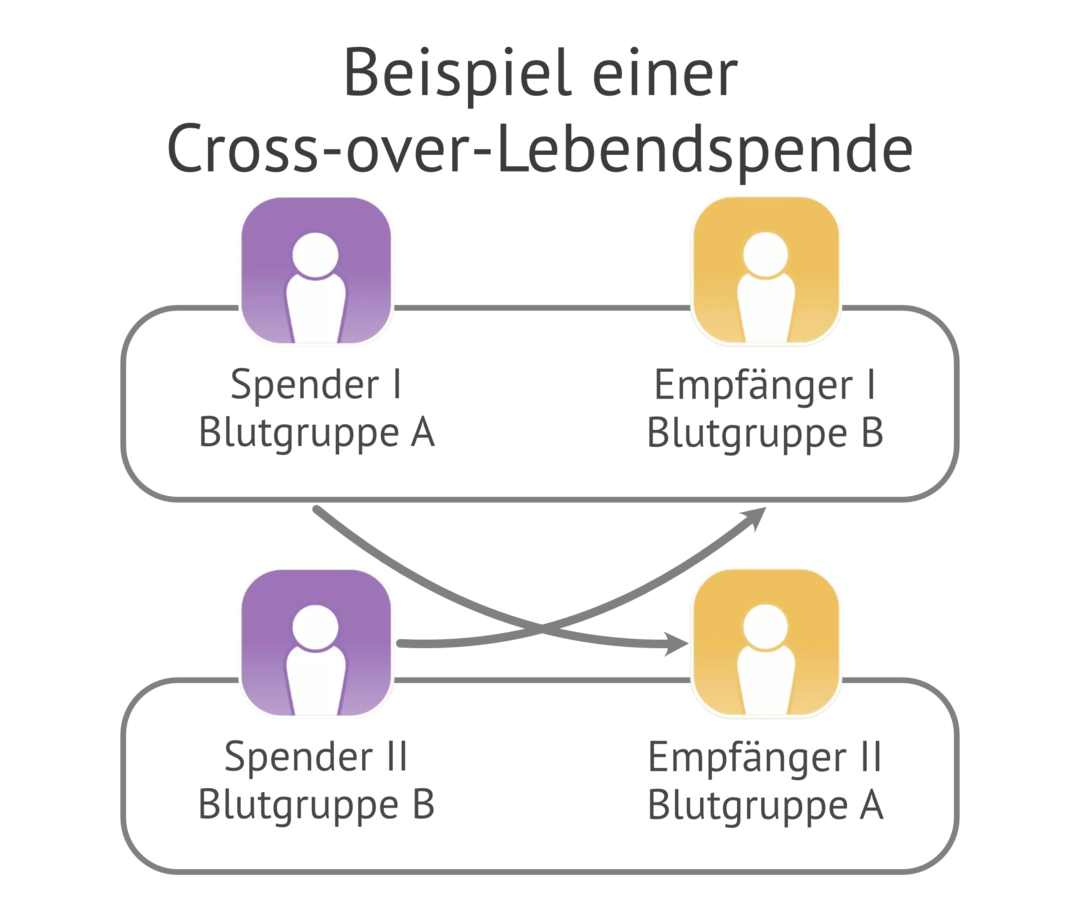 Die Grafik zeigt, welche Corss-over-Möglichkeiten bei unterschiedlichen Blutgruppen von Spender und Empfänger bestehen