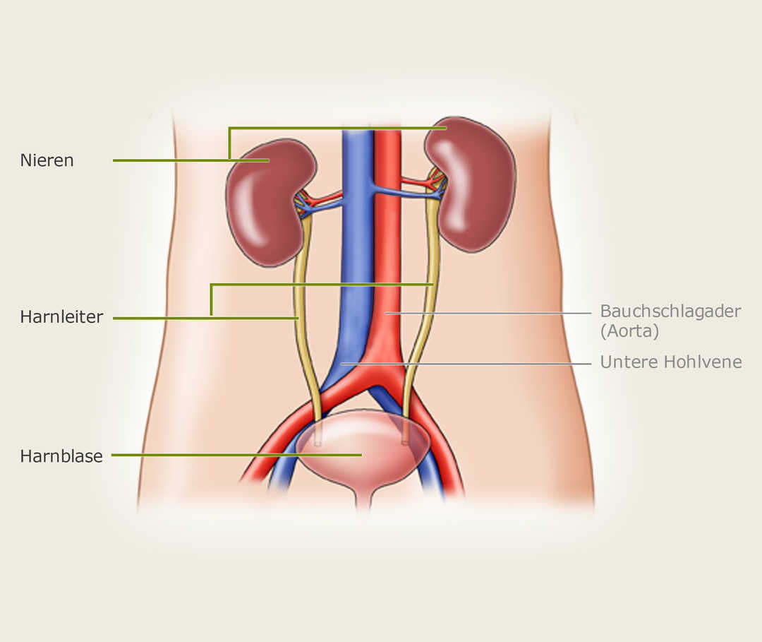Das Bild zeigt die genaue Position der Niere im Bauchraum